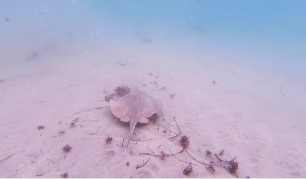 Snorkel at La Jolla Cove
