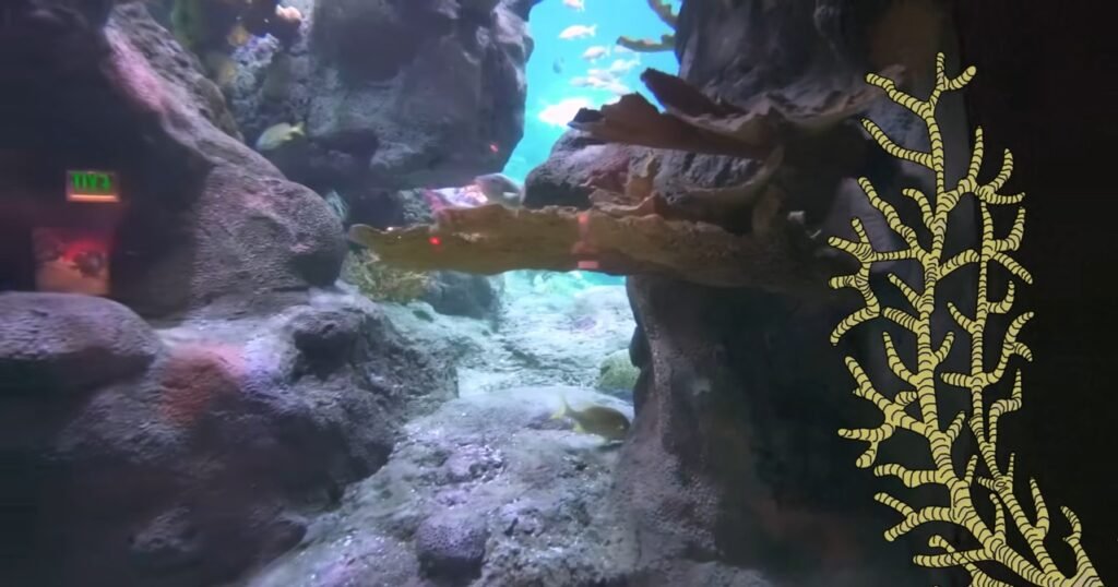 Sea Life Aquarium